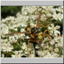 Polistes dominula - Haus-Feldwespe m02.jpg